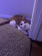 Domestic Shorthaired Cat Cats for sale in Eden Prairie, MN, USA. price: NA