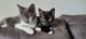 Domestic Shorthaired Cat Cats for sale in Clarksburg, MD, USA. price: $150