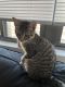 Domestic Shorthaired Cat Cats for sale in Harrisburg, PA, USA. price: $350