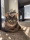 Domestic Shorthaired Cat Cats for sale in Friendswood, TX 77546, USA. price: NA