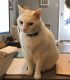 Domestic Shorthaired Cat Cats for sale in Phoenixville, PA 19460, USA. price: NA