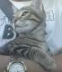 Domestic Shorthaired Cat Cats for sale in Pipi Cir, Schofield Barracks, HI 96857, USA. price: NA