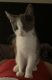 Domestic Shorthaired Cat Cats for sale in Greenwood, IN 46143, USA. price: NA