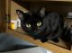Domestic Shorthaired Cat Cats for sale in Springfield, OH, USA. price: NA