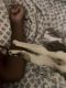 Domestic Shorthaired Cat Cats for sale in Snellville, GA, USA. price: $75