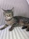 Domestic Shorthaired Cat Cats for sale in Kentwood, MI, USA. price: $350