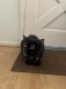 Domestic Shorthaired Cat Cats for sale in Peoria, AZ, USA. price: NA
