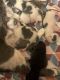 Domestic Shorthaired Cat Cats for sale in Gulfport, MS, USA. price: $50