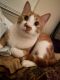 Domestic Shorthaired Cat Cats for sale in New Orleans, LA, USA. price: NA