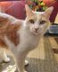Domestic Shorthaired Cat Cats for sale in Midland Park, NJ 07432, USA. price: NA
