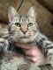 Domestic Shorthaired Cat Cats for sale in Grand Rapids, MI, USA. price: NA