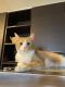 Domestic Shorthaired Cat Cats for sale in Denver County, Denver, CO, USA. price: NA