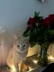Domestic Shorthaired Cat Cats for sale in Fort Collins, CO 80521, USA. price: NA