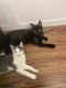 Domestic Shorthaired Cat Cats for sale in Youngstown, OH, USA. price: NA