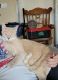 Domestic Shorthaired Cat Cats for sale in London, OH 43140, USA. price: NA