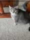 Domestic Shorthaired Cat Cats for sale in Lockport, NY 14094, USA. price: NA