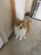 Domestic Shorthaired Cat Cats for sale in Bastrop, TX 78602, USA. price: NA