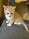 Domestic Shorthaired Cat Cats for sale in Terre Haute, IN, USA. price: NA