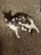 Domestic Shorthaired Cat Cats for sale in Lexington, KY, USA. price: NA