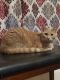 Domestic Shorthaired Cat Cats for sale in Milford, PA 18337, USA. price: NA