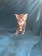 Domestic Shorthaired Cat Cats for sale in Baltimore, MD, USA. price: $175