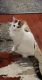 Domestic Shorthaired Cat Cats for sale in Garden City, NY, USA. price: NA