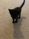 Domestic Shorthaired Cat Cats for sale in Lawrenceville, GA, USA. price: NA