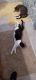 Domestic Shorthaired Cat Cats for sale in Tacoma, WA 98444, USA. price: NA