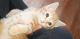 Domestic Shorthaired Cat Cats for sale in Newburg, PA 17240, USA. price: NA