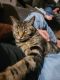 Domestic Shorthaired Cat Cats for sale in Naples, FL, USA. price: NA