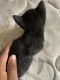 Domestic Shorthaired Cat Cats for sale in Worcester, MA, USA. price: NA
