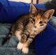 Domestic Shorthaired Cat Cats for sale in Arvada, CO, USA. price: $300