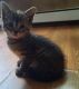 Domestic Shorthaired Cat Cats for sale in Newburg, PA 17240, USA. price: $100