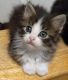 Domestic Shorthaired Cat Cats for sale in Lacey, WA, USA. price: $100