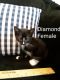 Domestic Shorthaired Cat Cats for sale in Bronx, NY, USA. price: $100