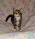 Domestic Shorthaired Cat Cats for sale in Riverside-San Bernardino-Ontario, CA, CA, USA. price: $150