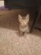 Domestic Shorthaired Cat Cats for sale in Temple, TX 76501, USA. price: NA