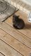 Domestic Shorthaired Cat Cats for sale in Buffalo Valley, TN 38548, USA. price: $10
