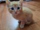 Domestic Shorthaired Cat Cats for sale in Newburg, PA 17240, USA. price: $140