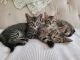Domestic Shorthaired Cat Cats for sale in Savannah, GA 31405, USA. price: NA