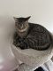 Domestic Shorthaired Cat Cats for sale in Beaufort, SC, USA. price: NA