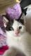 Domestic Shorthaired Cat Cats for sale in Virginia Beach, VA, USA. price: $45