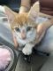 Domestic Shorthaired Cat Cats for sale in Sacramento, CA, USA. price: NA