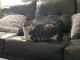 Domestic Shorthaired Cat Cats for sale in Scottsdale, AZ, USA. price: $10