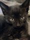 Domestic Shorthaired Cat Cats for sale in Runnemede, NJ 08078, USA. price: NA