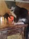 Domestic Shorthaired Cat Cats for sale in Kalamazoo, MI, USA. price: NA