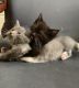 Domestic Shorthaired Cat Cats for sale in Suwanee, GA 30024, USA. price: $60