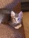 Domestic Shorthaired Cat Cats for sale in Lacey, WA, USA. price: $400
