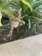 Domestic Shorthaired Cat Cats for sale in Wellington, FL, USA. price: NA