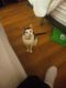 Domestic Shorthaired Cat Cats for sale in Dania Beach, FL 33004, USA. price: NA